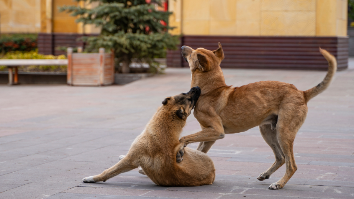 How Can I Stop My Dog From Humping Other Dogs?