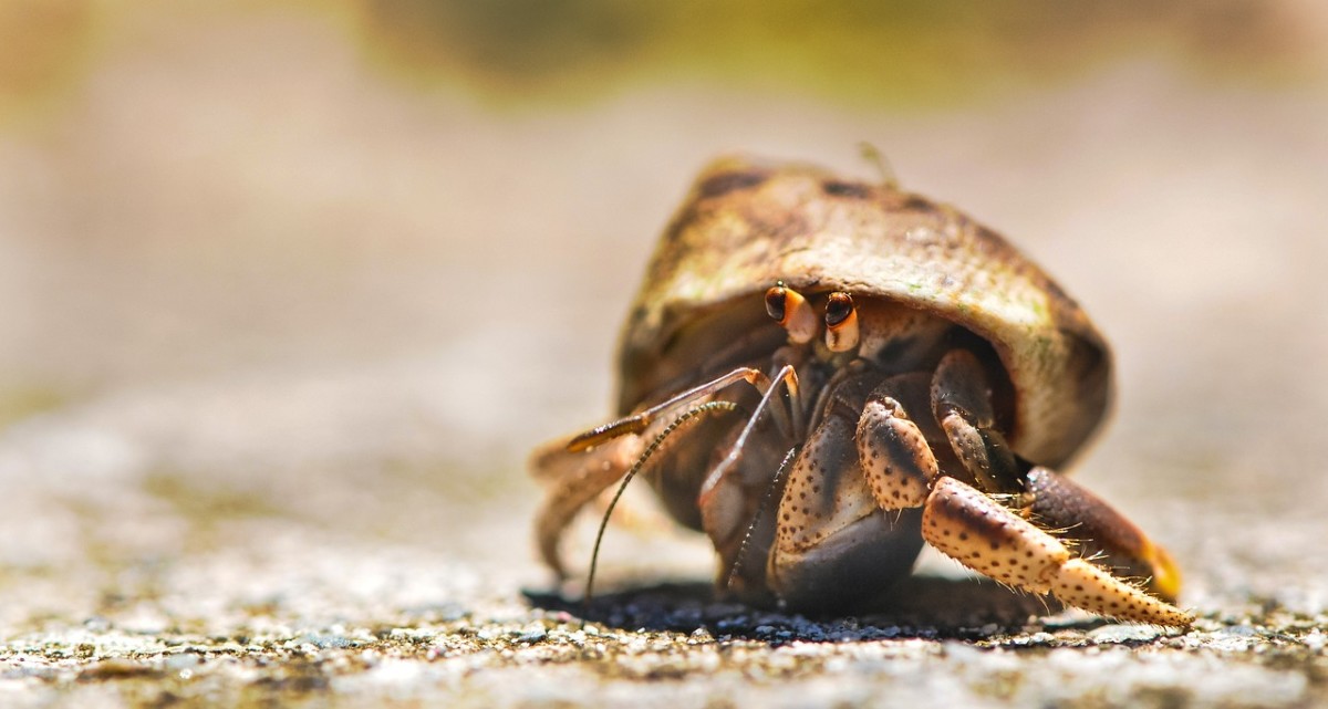 Creepy Crustaceans: 8 Odd Arthropods From Beneath the Waves