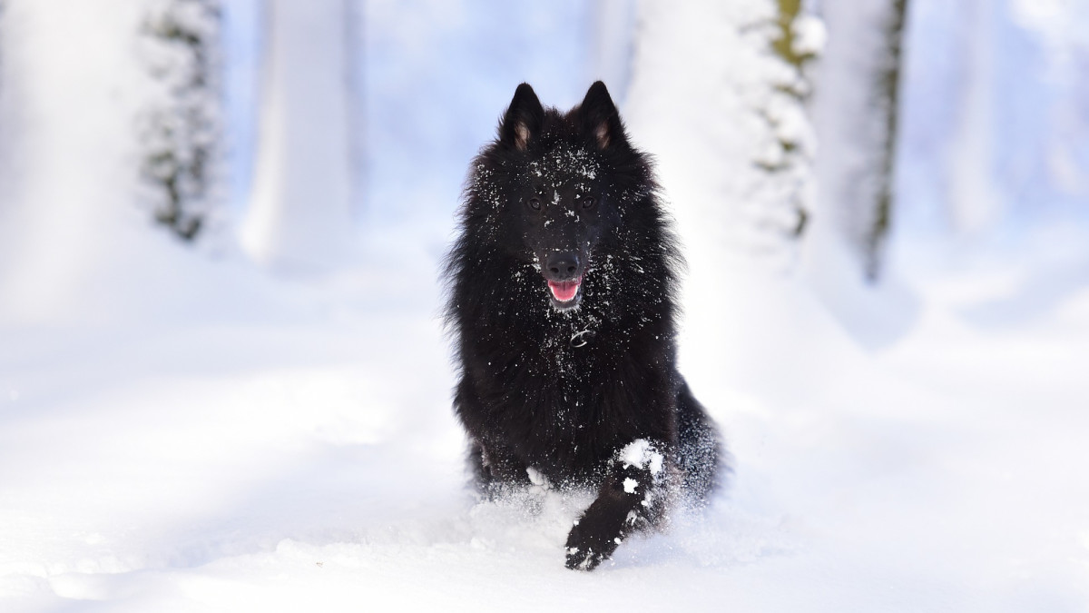 The Belgian Sheepdog: A Comprehensive Guide to This Herding Breed