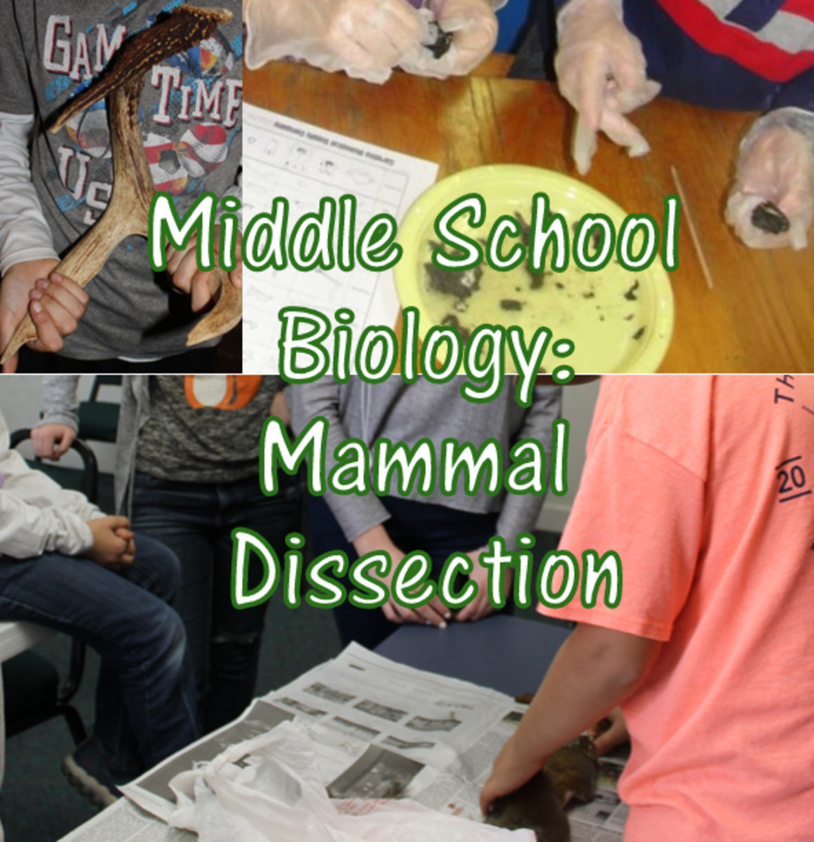 Mammal Dissection STEM Lesson Plan for Middle School Biology