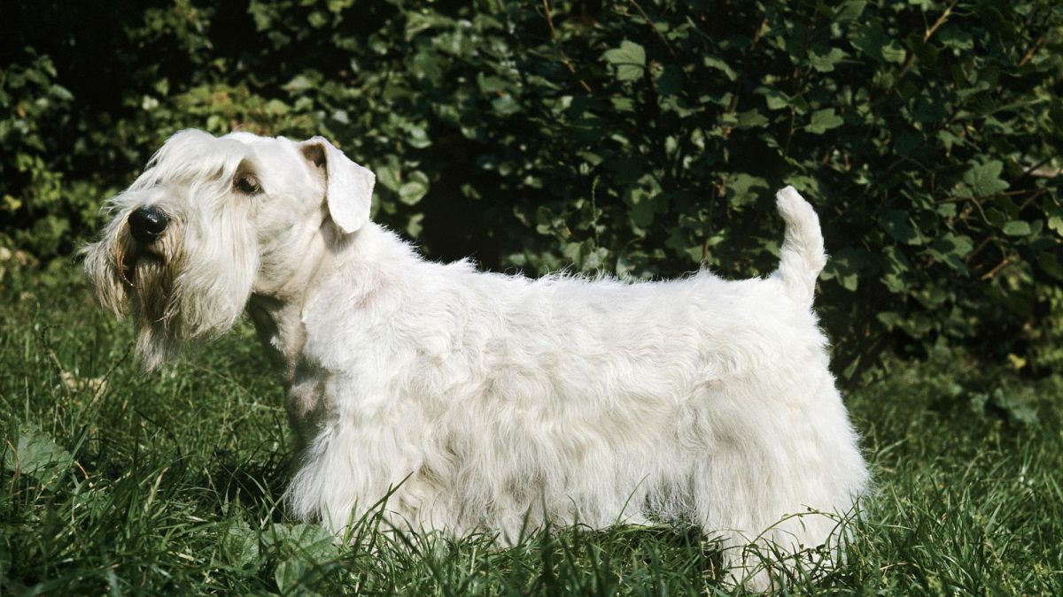 The Sealyham Terrier: A Comprehensive Guide to This Rare Welsh Breed ...