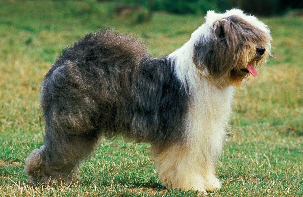 Exploring the Old English Sheepdog: From Its Herding Roots to Family ...