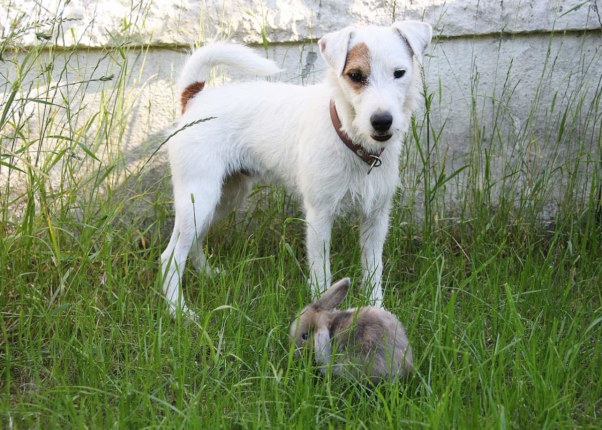 Why Dogs Love Eating Rabbit Poop and How to Stop Them