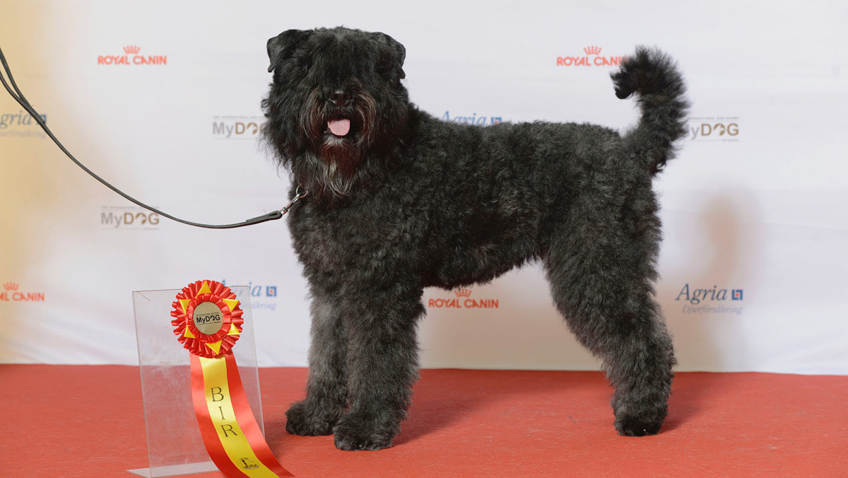 The Bouvier des Flandres: A Large, Powerful and Versatile Dog Breed
