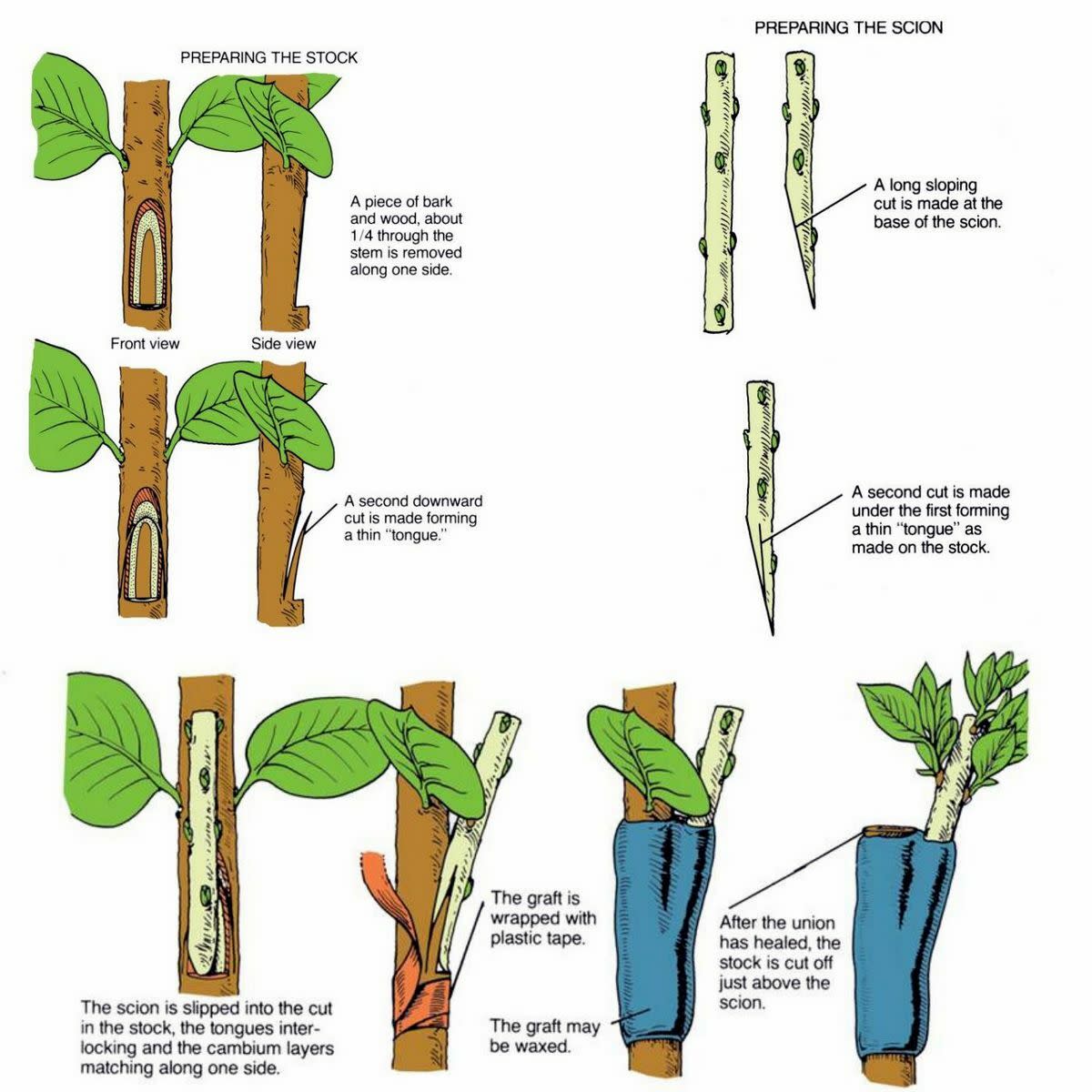 Detailed Guide on How to Plant Guava in Pots and Get More Fruits - HubPages