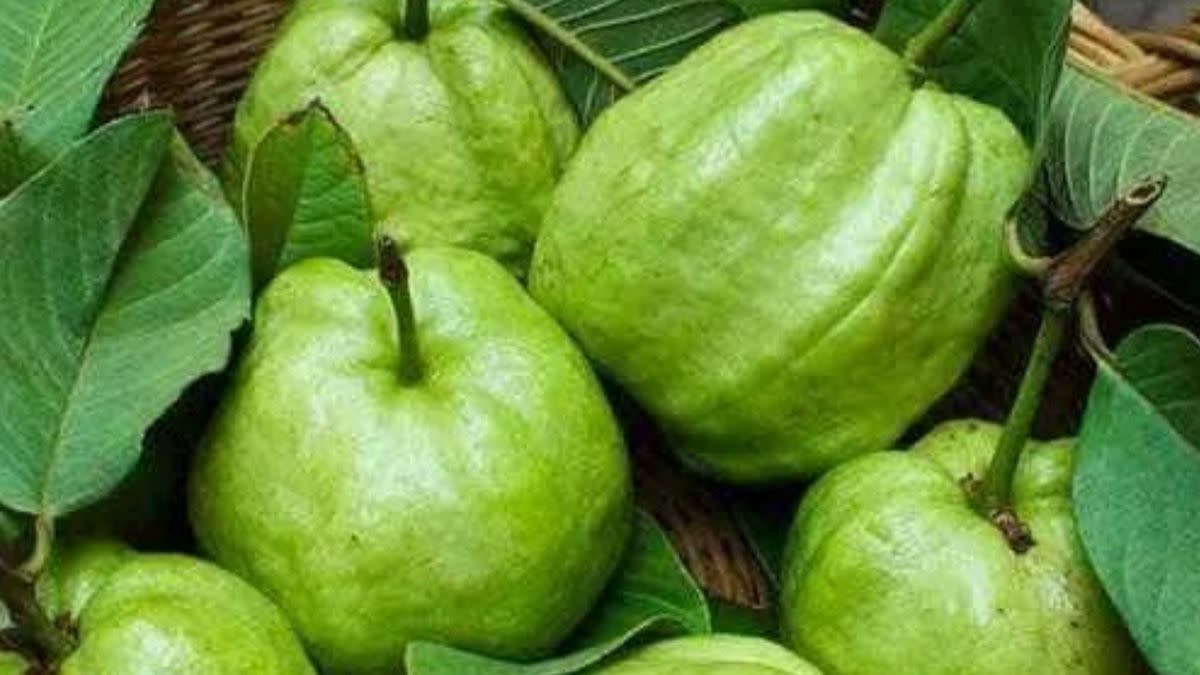 Detailed Guide on How to Plant Guava in Pots and Get More Fruits