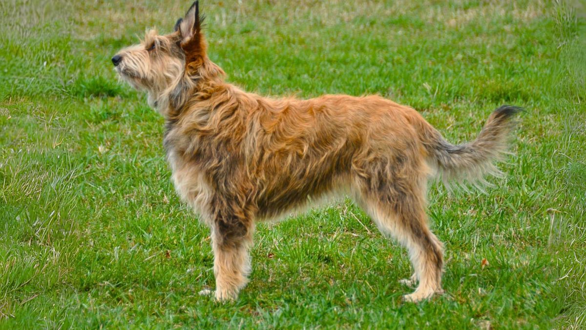 Berger Picard: An Energetic and Intelligent French Herding Breed