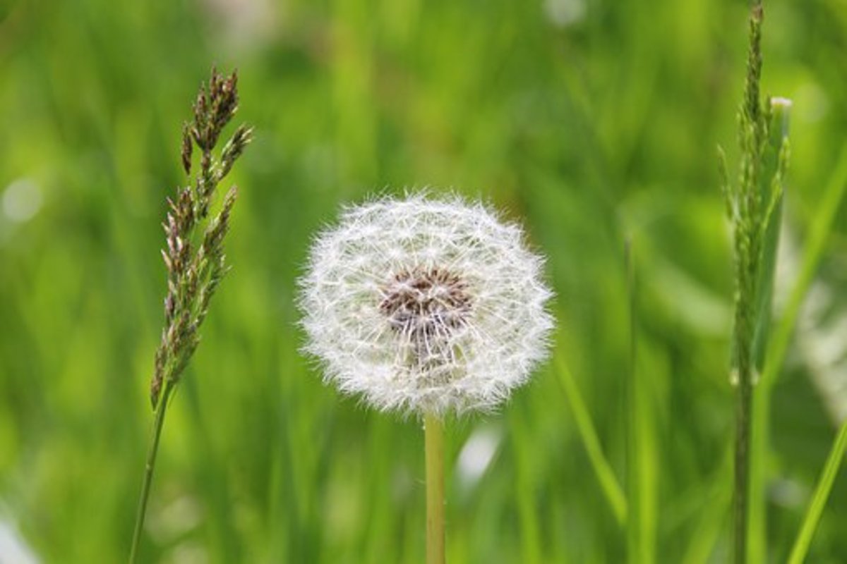 What Dandelions SymbolizeDandelions and the Life Cycle HubPages