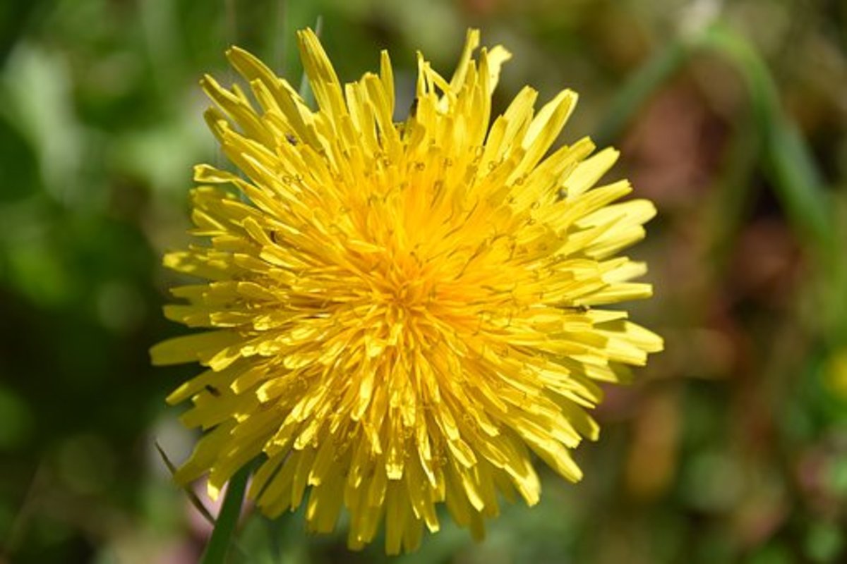 What Dandelions Symbolize-Dandelions and the Life Cycle