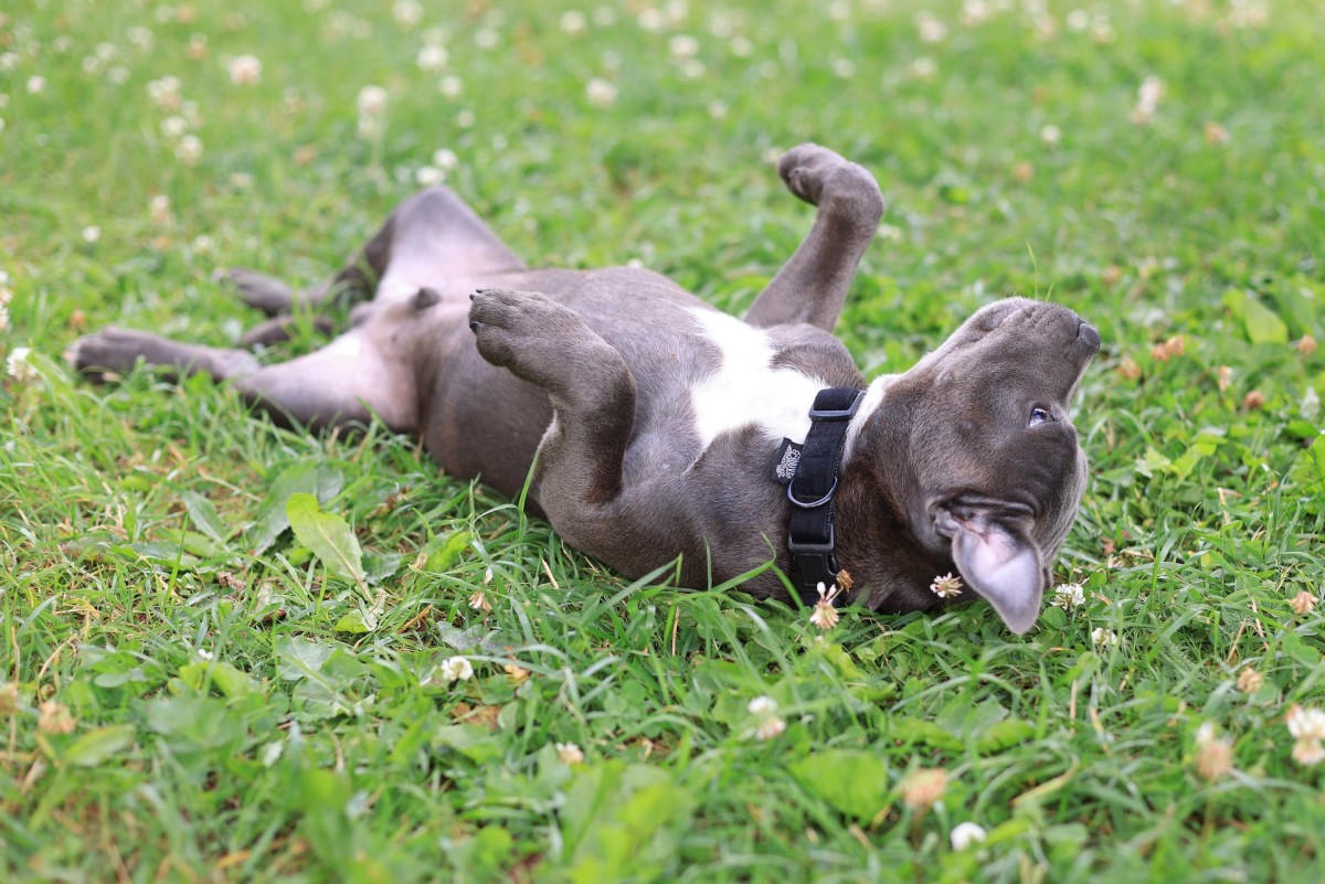 4 Good Reasons Why Dogs Roll on Their Backs