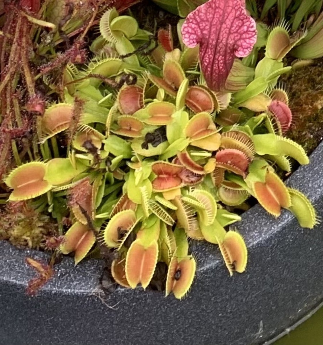 VENUS FLY TRAP CARE: Basic Guide & Tips for Growing Carnivorous Plants  