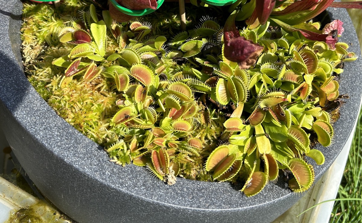Beginners Guide to Venus Fly Trap Care in the UK