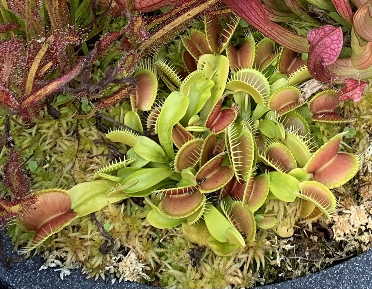 Do you leave your fly carcasses inside the traps? Best method for removal?  : r/VenusFlyTraps