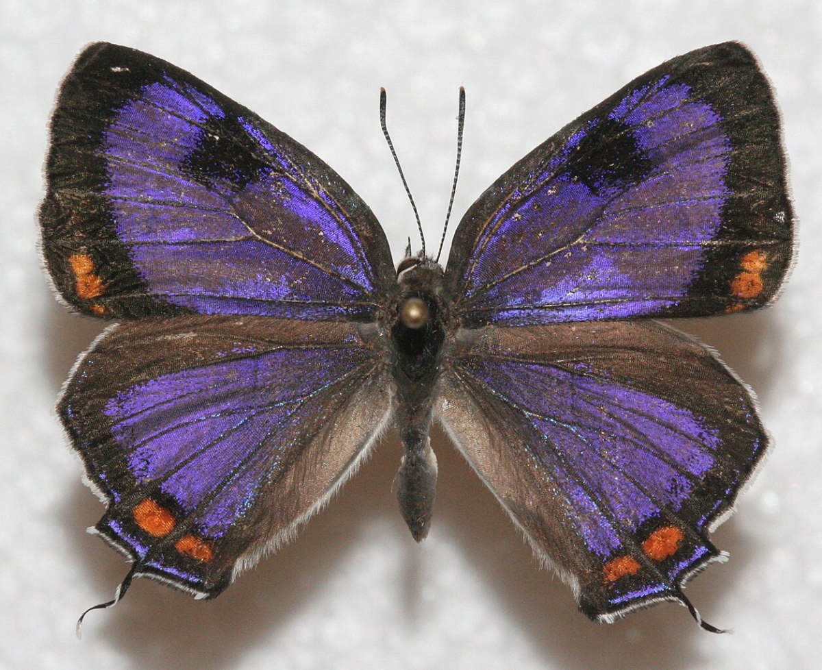 State Insect of Colorado: The Colorado Hairstreak Butterfly