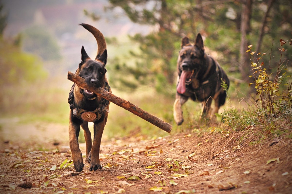The Science Behind Why Dogs Like Sticks