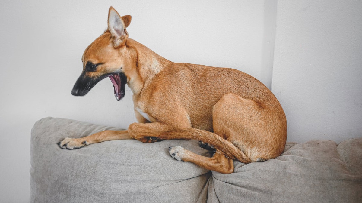 Do Dogs Have Tonsils? A Guide to Tonsillitis in Dogs