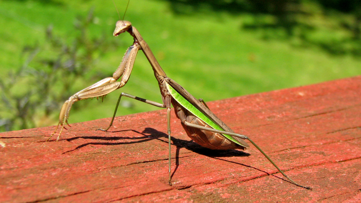 Do Praying Mantises Eat Poisonous Caterpillars?