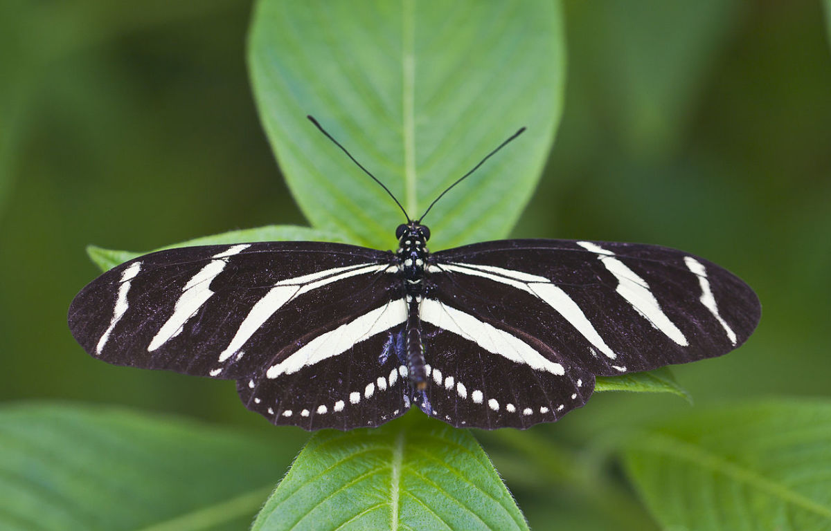 State Insect of Florida Lesson: The Zebra Longwing Butterfly