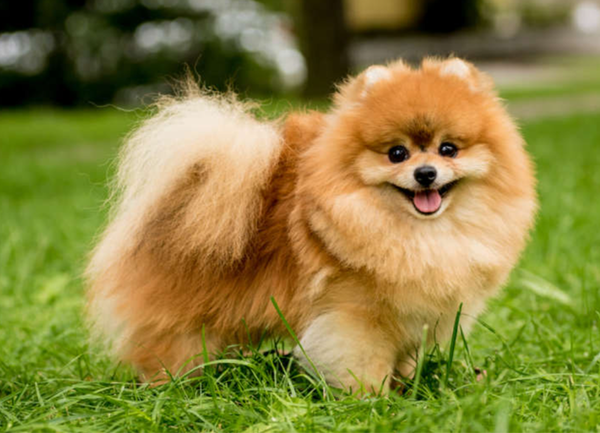 21 Best Therapy Dog Breeds - HubPages