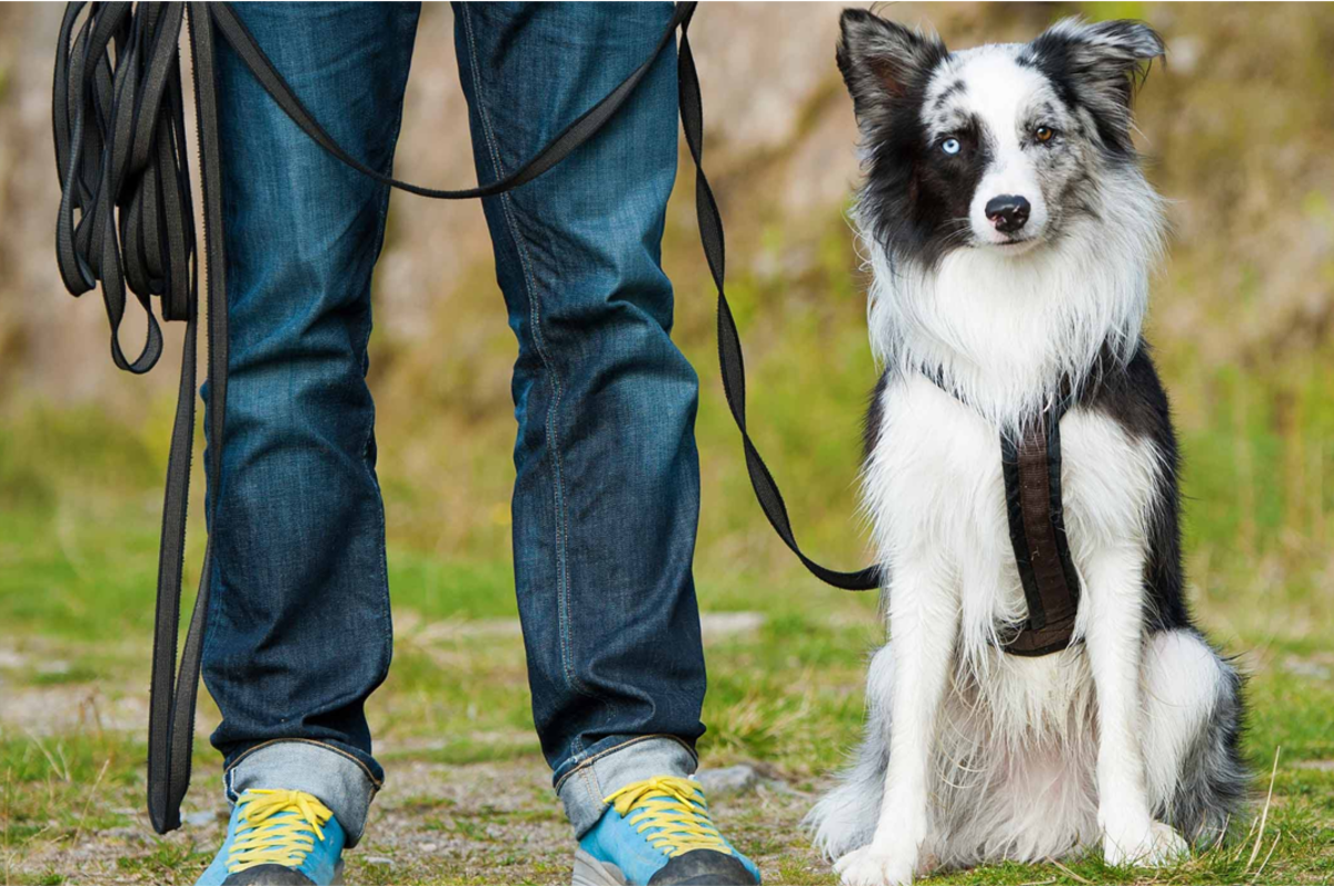 21 Best Therapy Dog Breeds HubPages