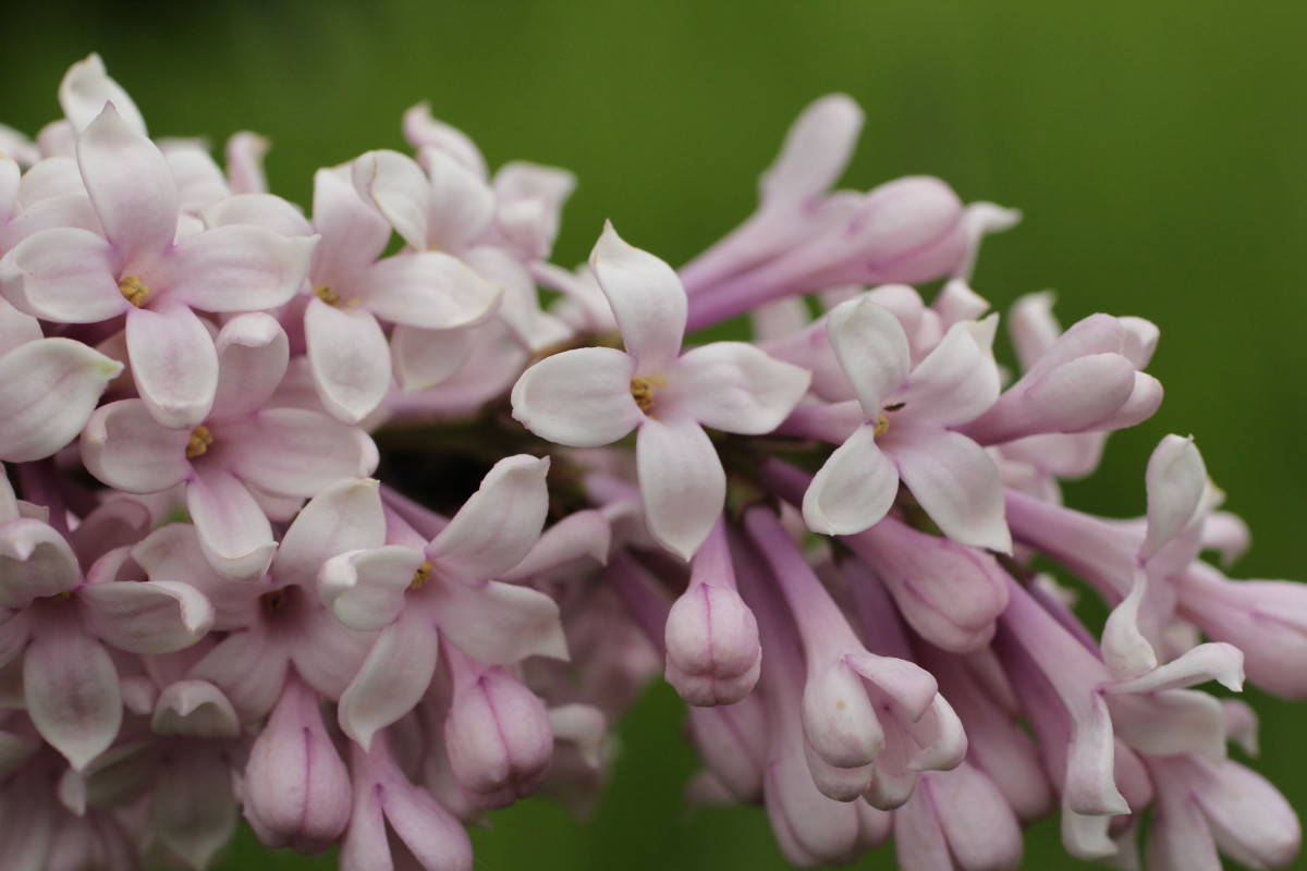 Taking Care of Powdery Mildew on Your Lilacs - Dengarden