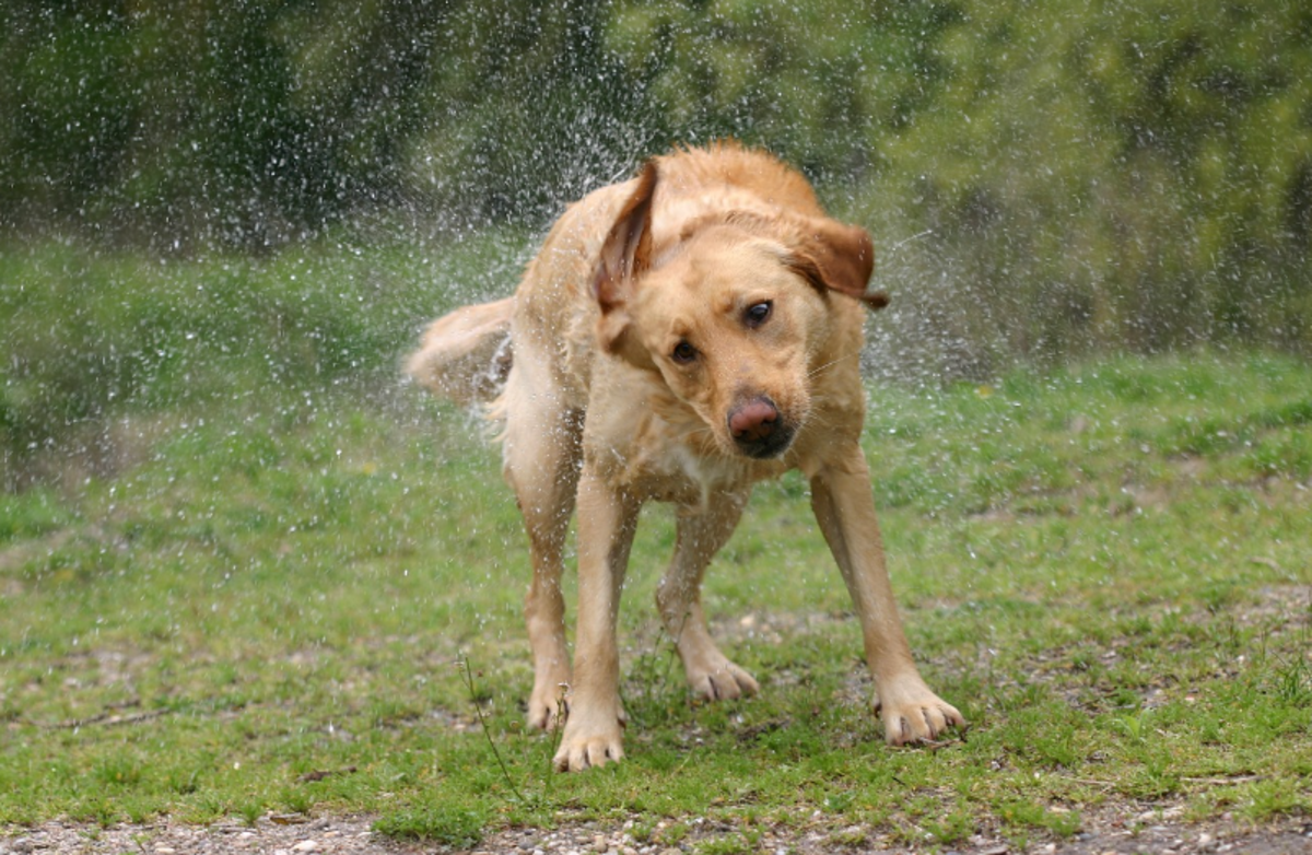 Why Do Dogs Shake Off Their Bodies? The Secrets Behind Wet and Dry Shakes PetHelpful