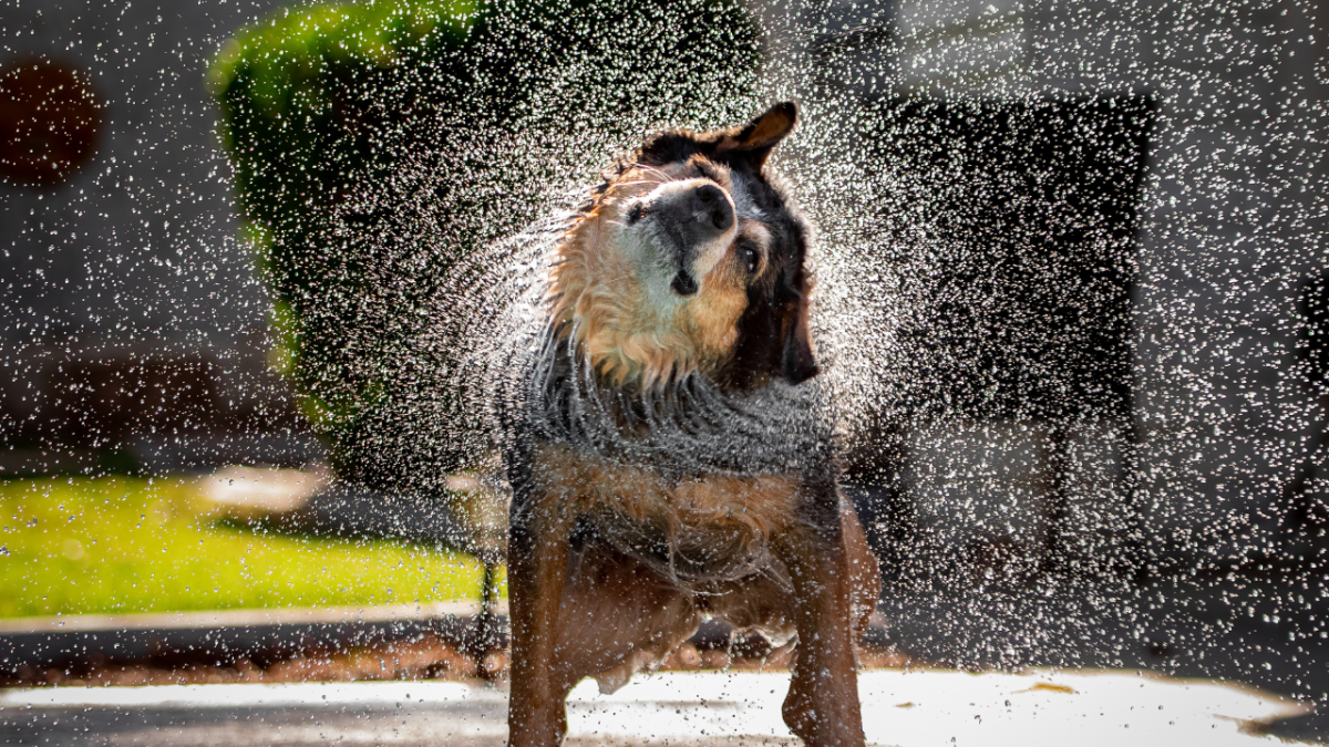 Why Do Dogs Shake Off Their Bodies? The Secrets Behind Wet and Dry Shakes