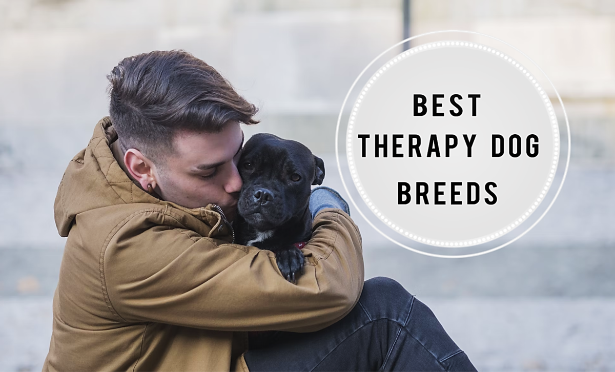 15 Best Therapy Dog Breeds