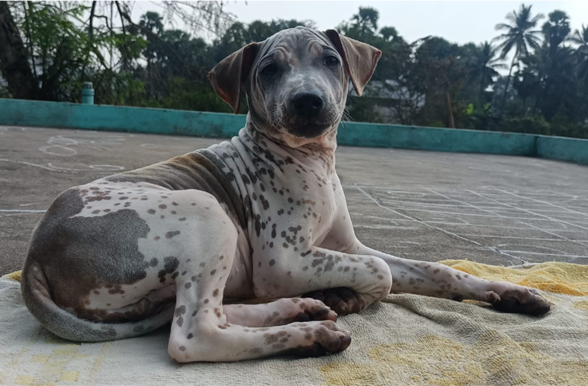 7 Best Indian Therapy Dog Breeds HubPages