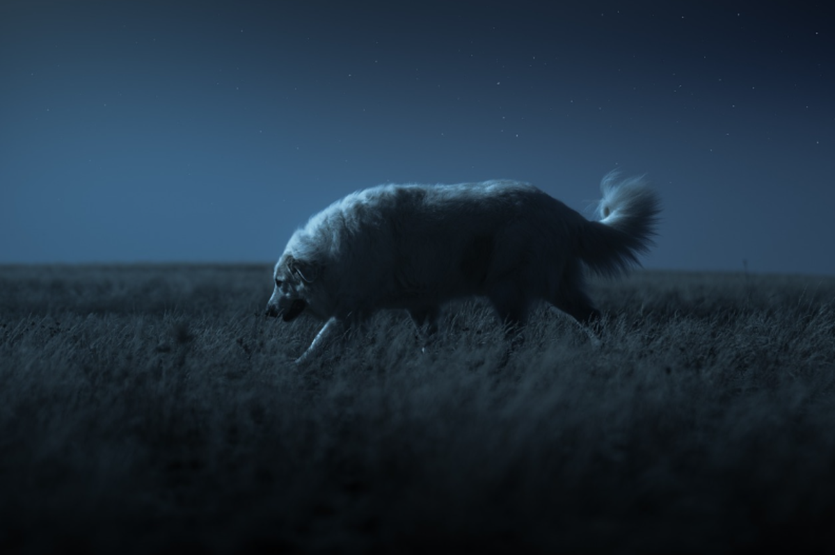 Why Is My Dog Waking in the Middle of the Night to Poop? PetHelpful