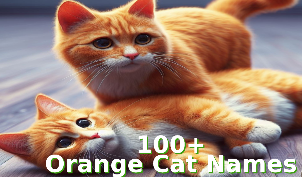 100+ Orange Cat Names