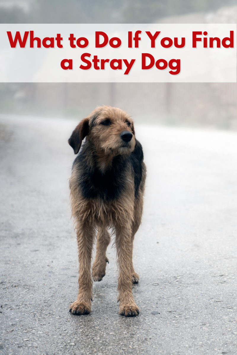 What to Do If You Find a Stray Dog