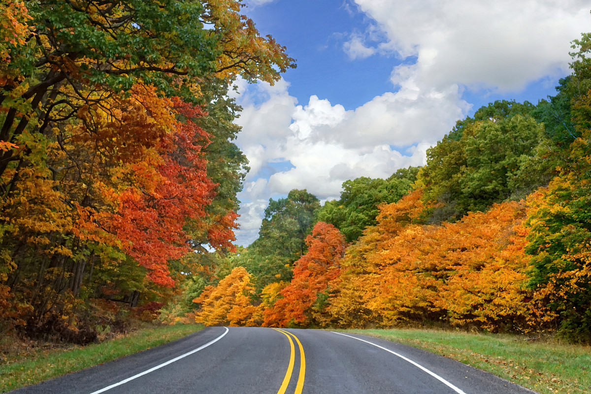 Identifying 13 Common Native Michigan Trees Showing Autumn Colors