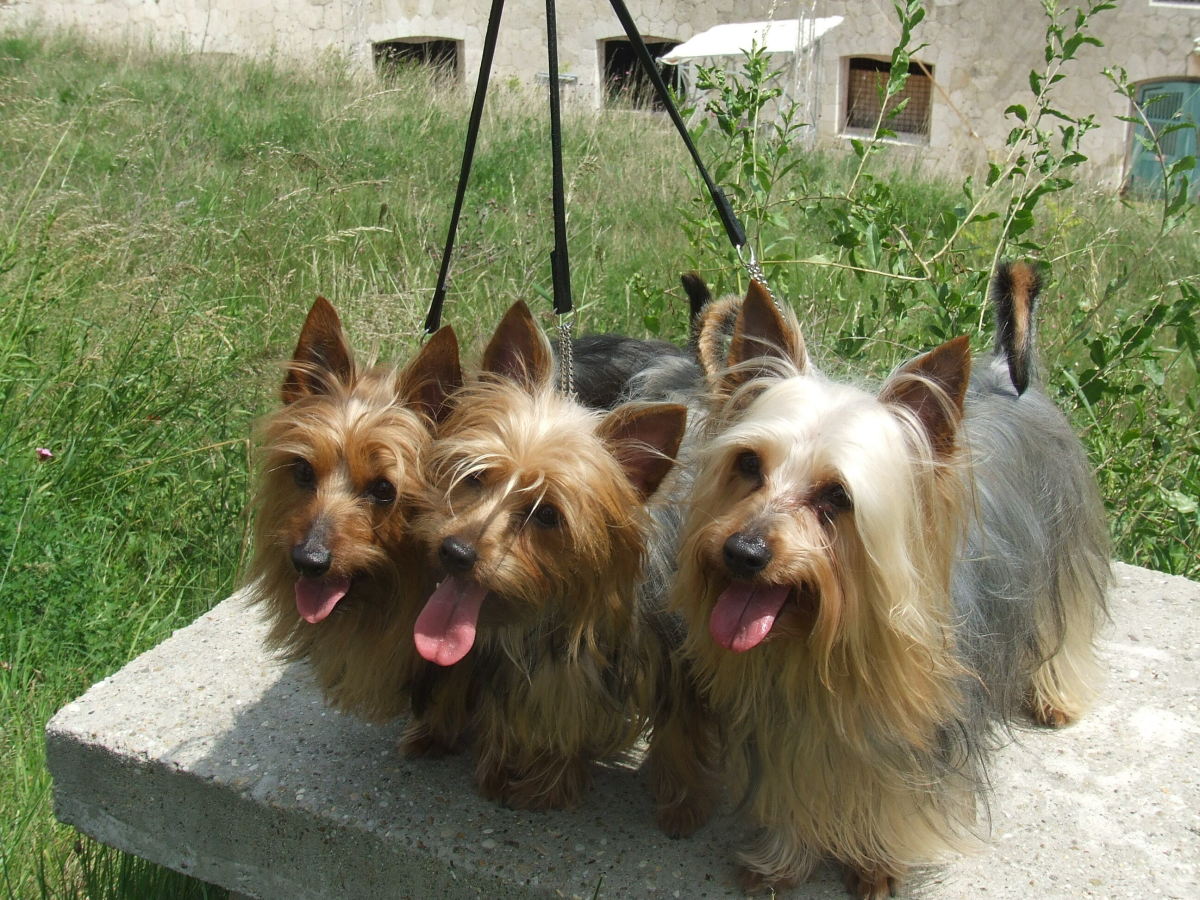 Silky Terrier: The Australian Toy Breed With a Shiny Coat