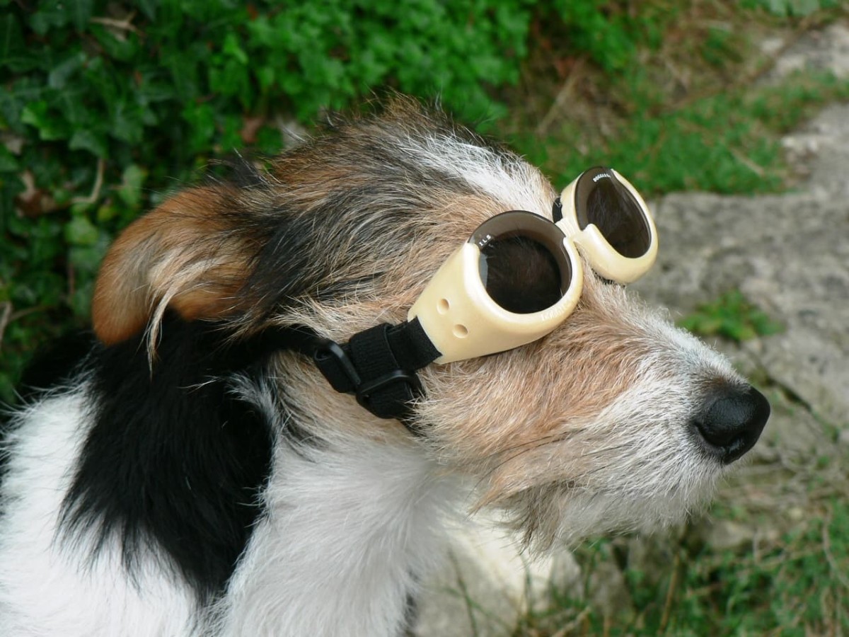 Dog Goggles: What's the Point?