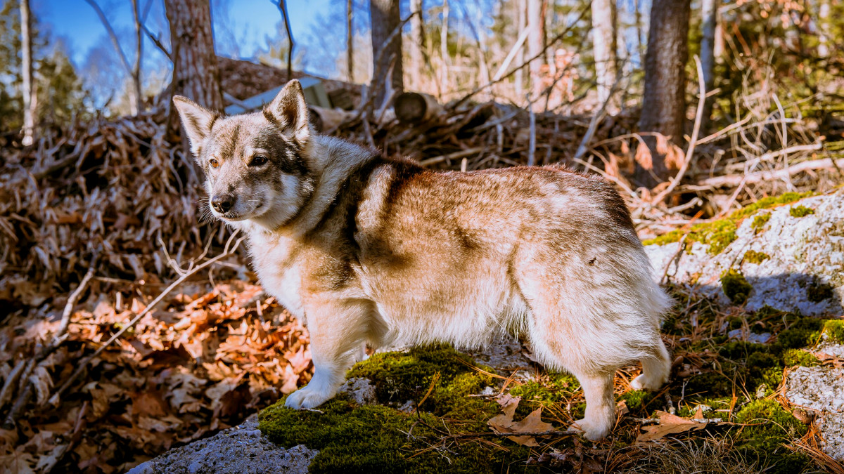 Exploring the Swedish Vallhund: A Comprehensive Guide to the 