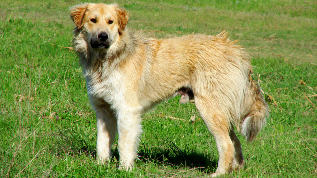 The Dynamic Pyrenean Shepherd: A Comprehensive Overview of the Breed