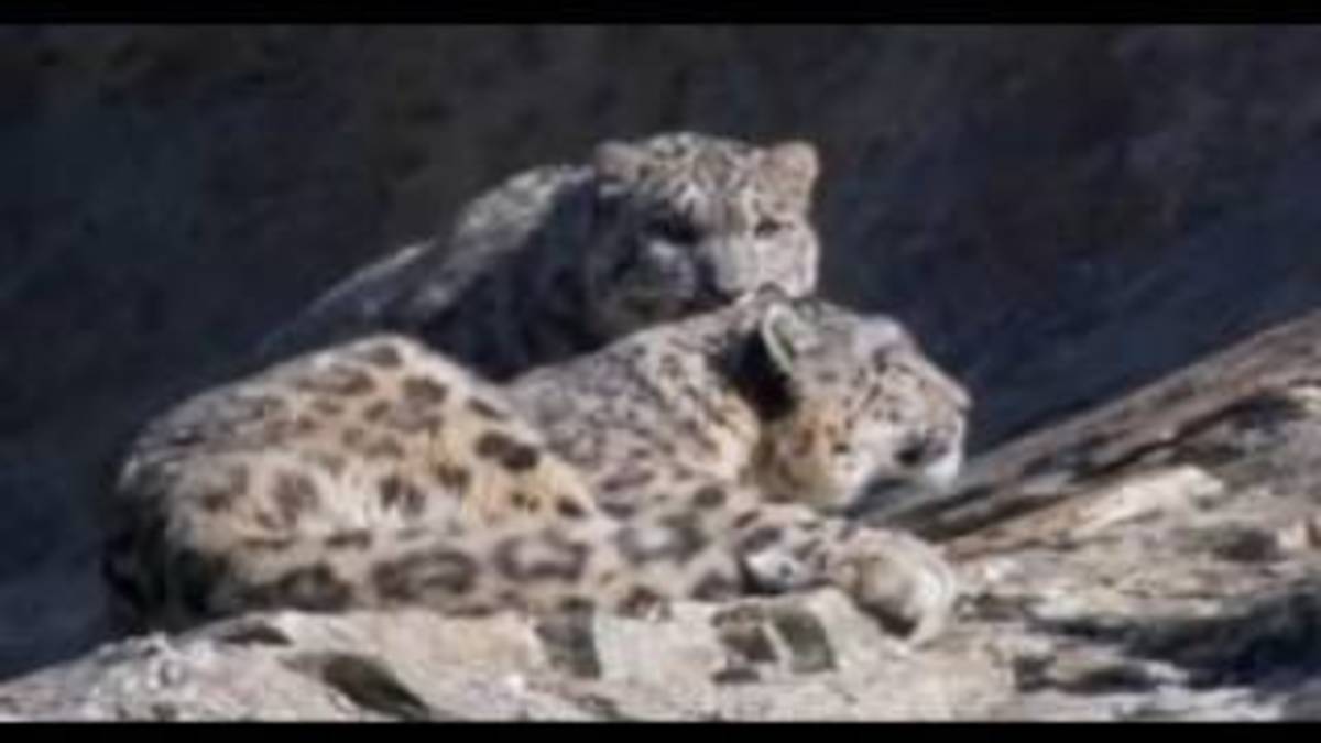 How dogs can protect Snow Leopards