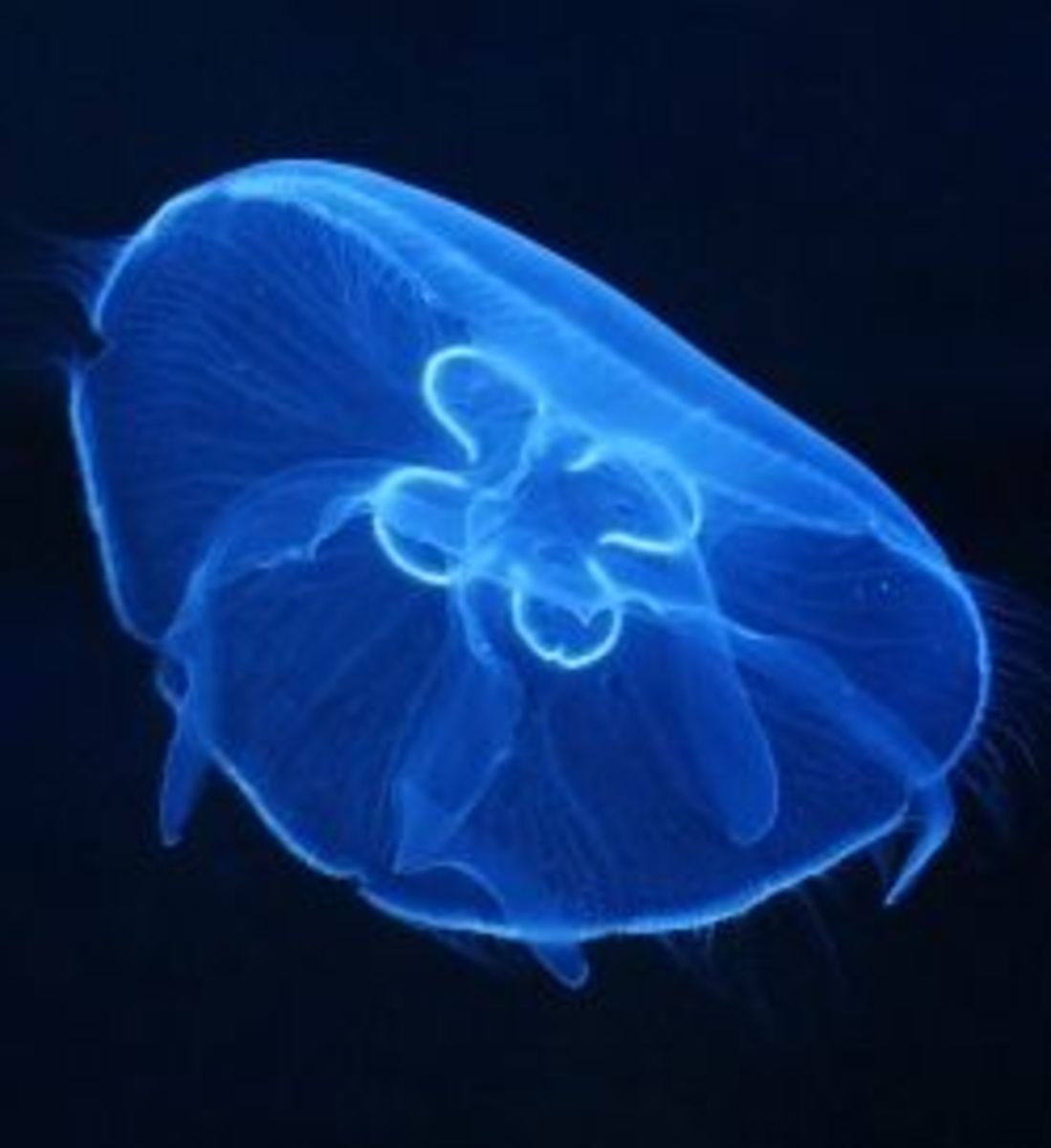 The Cnidarians: Jellyfish, Sea Anemones, Hydrozoans, and Corals
