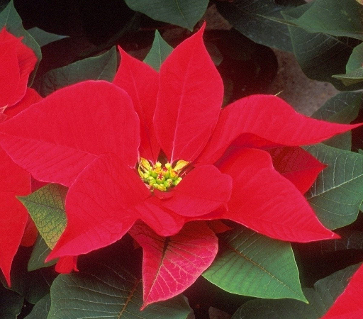 Christmas Traditions: Have Yourself a Mexicali Christmas! - The Legend of the Poinsettia