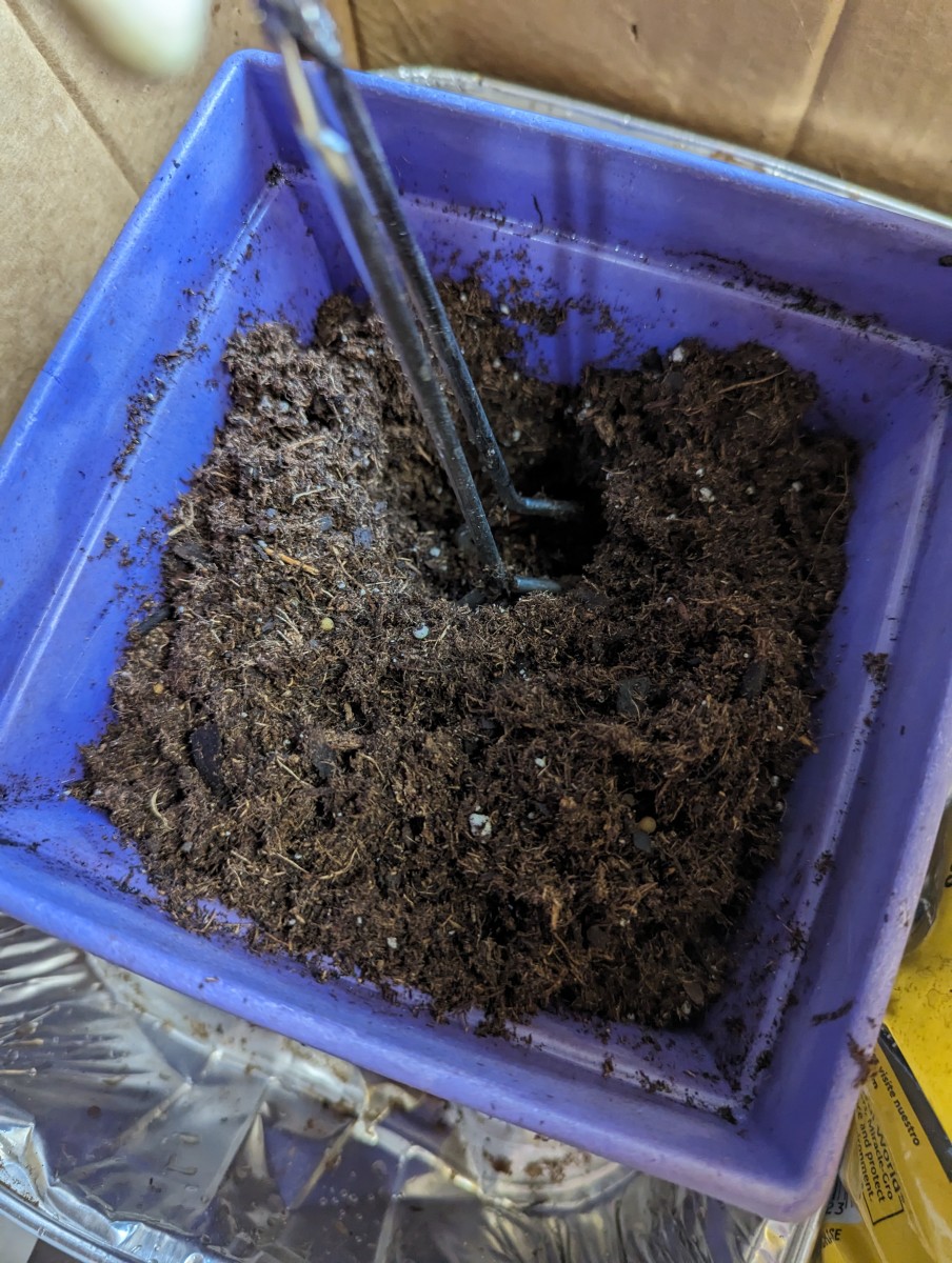 gnats-in-my-plants-a-trial-re-dirting-hubpages