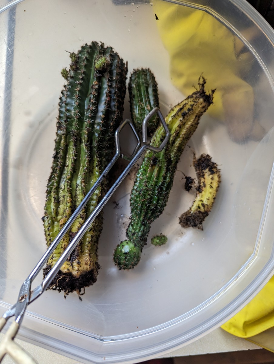 gnats-in-my-plants-a-trial-re-dirting-hubpages