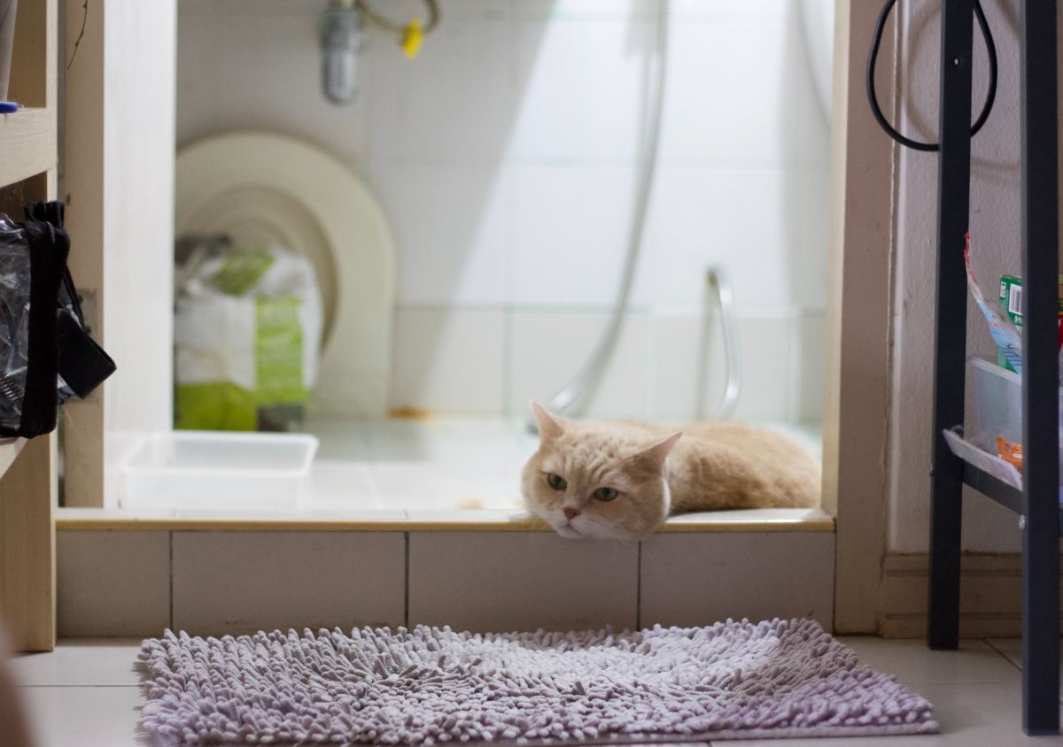 How To Wash A Cat Without Cat Shampoo 