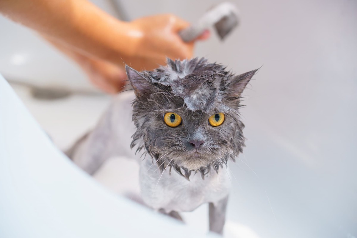 Why You Should Never Use Dog Shampoo on Your Cat