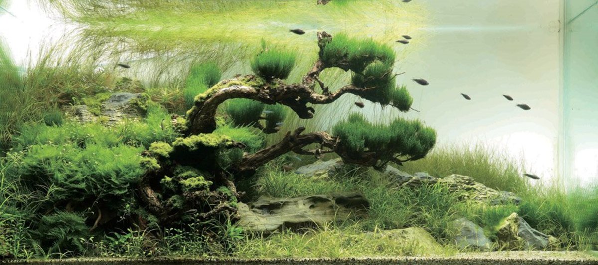 Successful Aquarium in 10 Easy Steps HubPages
