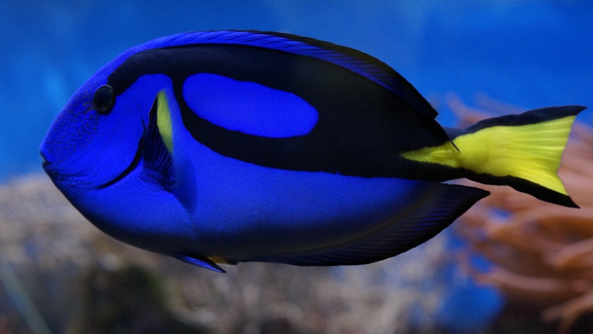 The Top 10 Spectacular Blue Coloured Fish