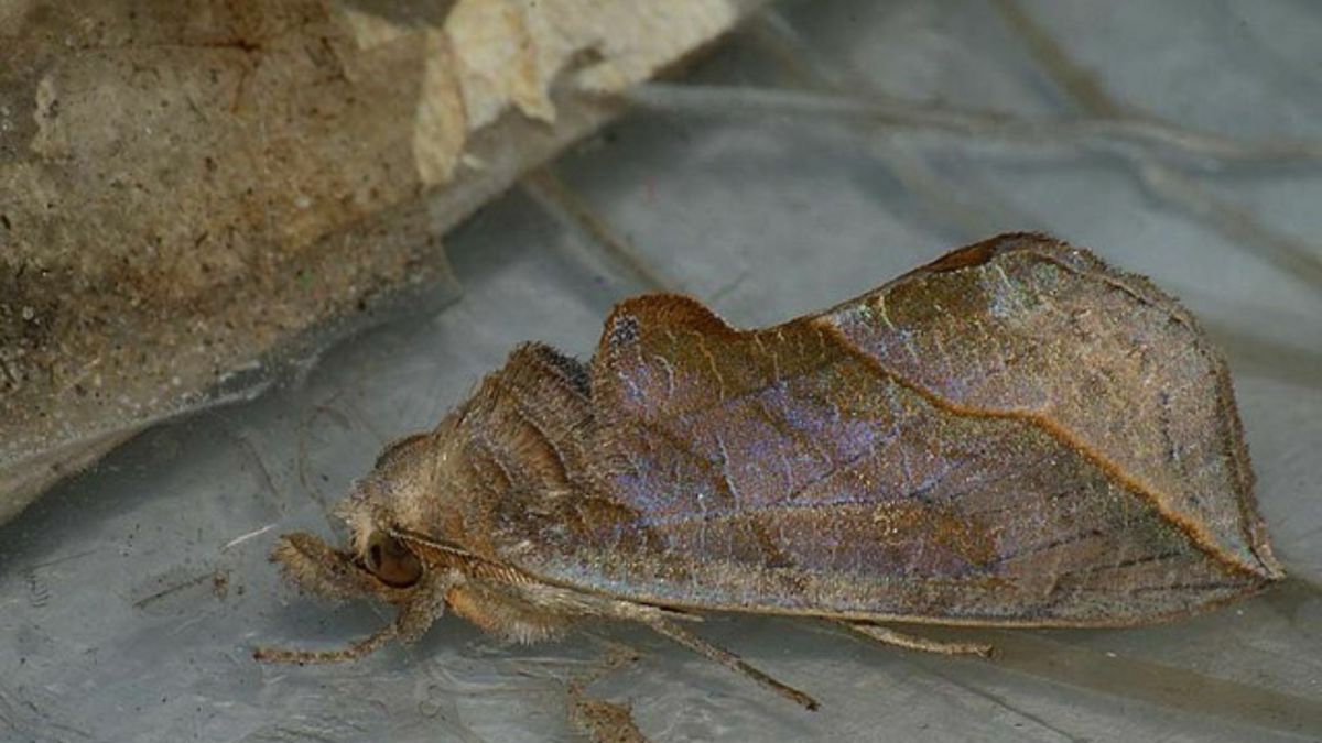 Vampire Moths That Drink Human Blood (With Photos)