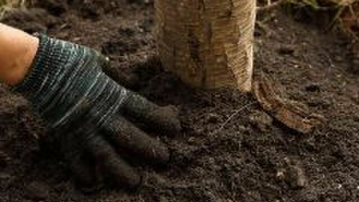 Can Reforestation Actually Be Bad for the Planet?