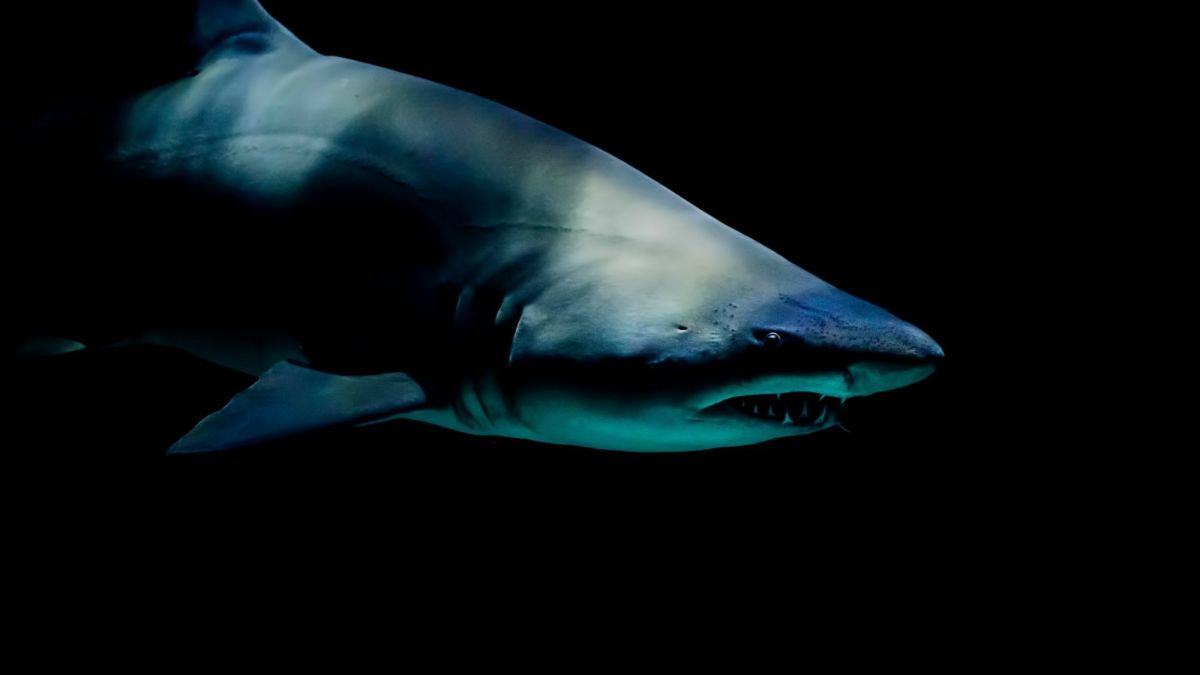 Murder by Shark Attack: 3 True Stories