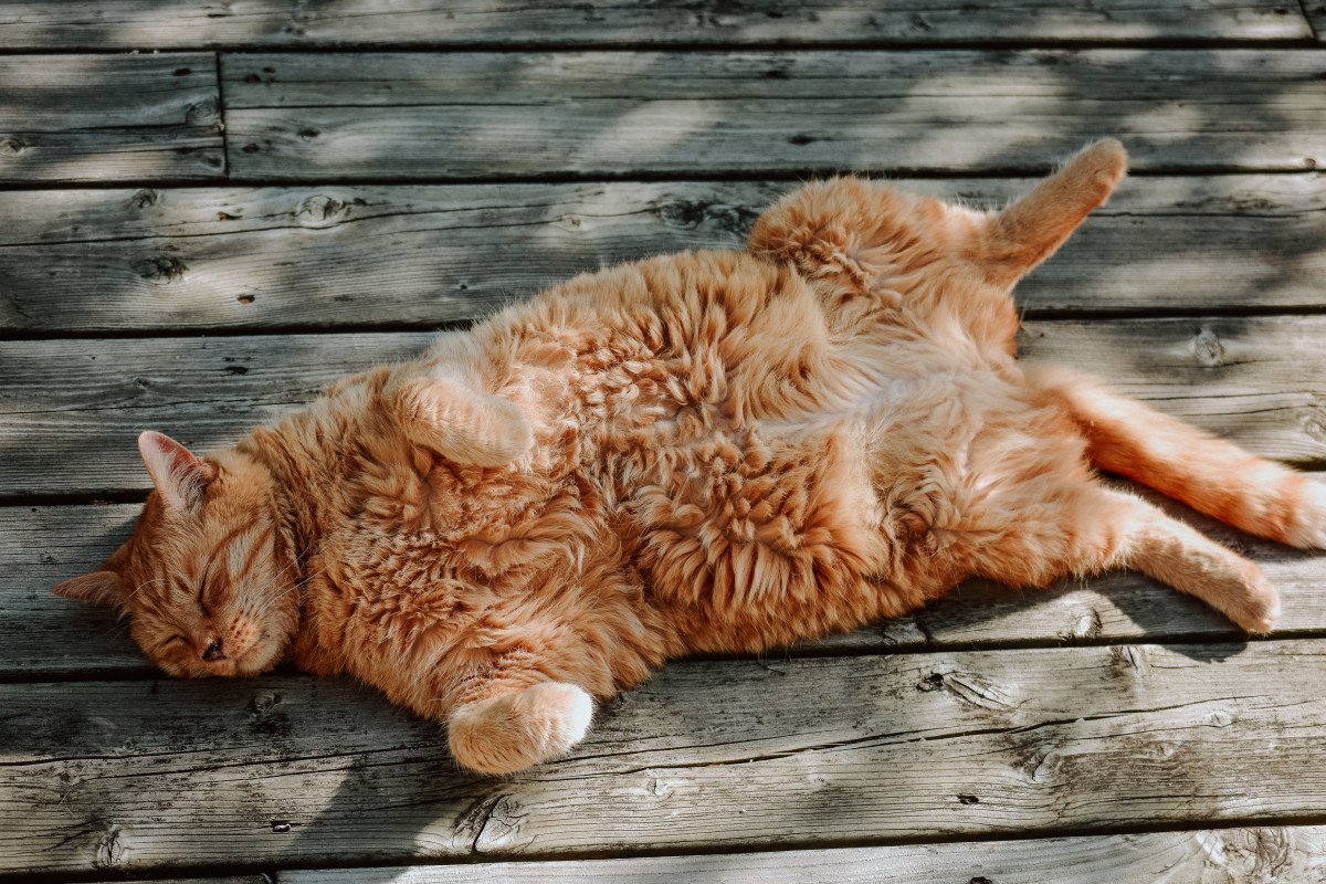 130+ Names for Cats That Purr a Lot PetHelpful